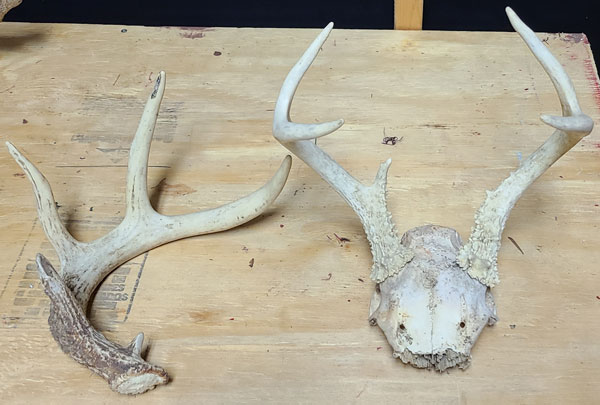 Deer Bones